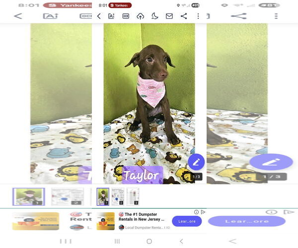 Medium Photo #2 Chocolate Labrador retriever-Unknown Mix Puppy For Sale in NYC, NY, USA