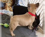 Small Photo #6 French Bulldog Puppy For Sale in MILWAUKEE, WI, USA