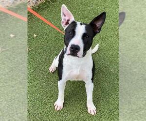 American Pit Bull Terrier-Unknown Mix Dogs for adoption in Fayetteville, NC, USA