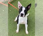 Small American Pit Bull Terrier Mix