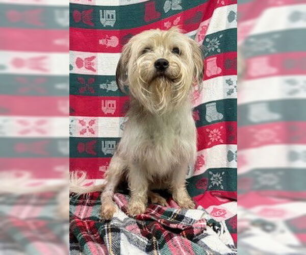 Medium Photo #4 Mutt Puppy For Sale in Wetumpka, AL, USA