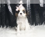 Puppy Frannie AKC Cavalier King Charles Spaniel