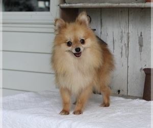 Pomeranian Dog for Adoption in MILLERSBURG, Ohio USA