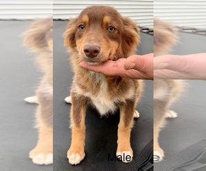 Miniature Australian Shepherd Puppy for sale in NEW WASHINGTN, IN, USA