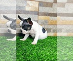 Small Photo #33 French Bulldog Puppy For Sale in BIRMINGHAM, AL, USA