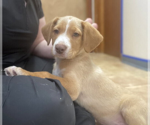 Medium Photo #5 Mutt Puppy For Sale in Raleigh, NC, USA