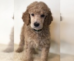 Puppy Peter Cottontai Poodle (Standard)