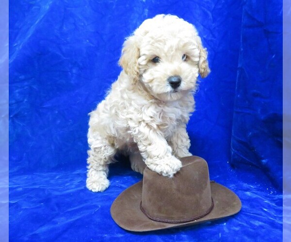 Medium Photo #25 Poodle (Miniature) Puppy For Sale in NORWOOD, MO, USA