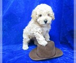 Small Photo #25 Poodle (Miniature) Puppy For Sale in NORWOOD, MO, USA