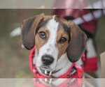 Small Photo #5 Coonhound-Treeing Walker Coonhound Mix Puppy For Sale in Dublin, OH, USA