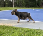 Small Photo #10 French Bulldog Puppy For Sale in BROOKSVILLE, FL, USA