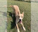 Jasper - Male Mutt Dog for Adoption - Small photo