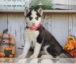 Siberian Husky Puppy for sale in FREDERICKSBG, OH, USA