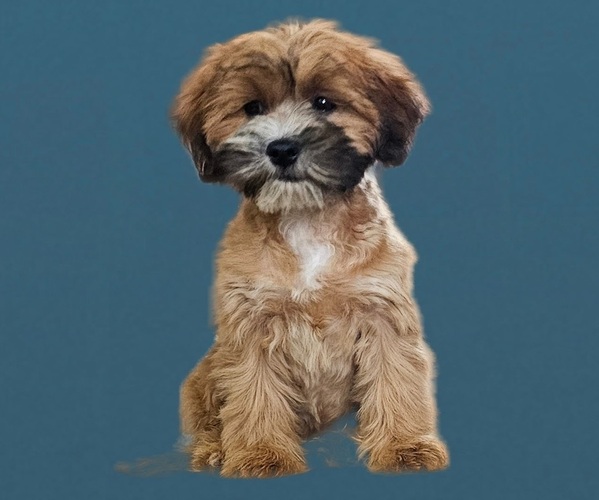 Medium Photo #8 Cock-A-Tzu Puppy For Sale in SAN DIEGO, CA, USA