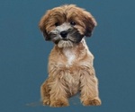 Small Photo #8 Cock-A-Tzu Puppy For Sale in SAN DIEGO, CA, USA