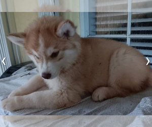 Siberian Husky Puppy for sale in MIAMI, FL, USA