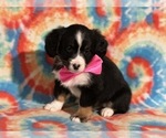 Small Photo #4 Bernedoodle (Miniature) Puppy For Sale in LANCASTER, PA, USA