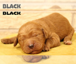 Small Photo #9 Goldendoodle Puppy For Sale in OAK LAWN, IL, USA