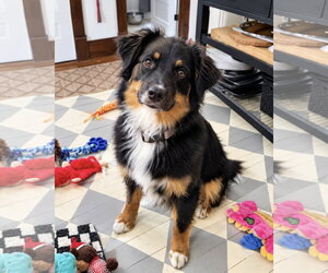 Australian Shepherd Dogs for adoption in Dumont, NJ, USA
