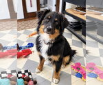 Small Photo #1 Australian Shepherd Puppy For Sale in Dumont, NJ, USA