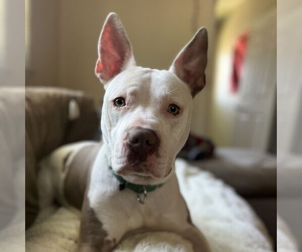 Medium Photo #6 American Pit Bull Terrier Puppy For Sale in Fargo, ND, USA