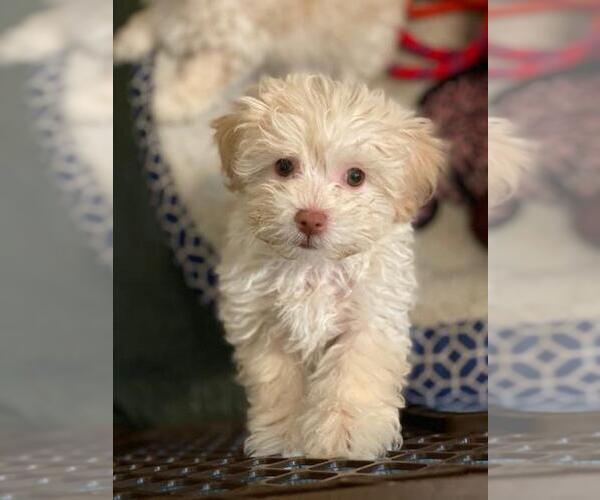 Medium Photo #1 Lhasa-Poo Puppy For Sale in E BRUNSWICK, NJ, USA