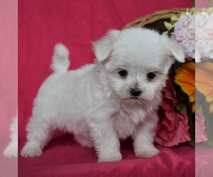 Maltese Puppy for sale in SUNBURY, PA, USA