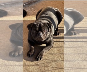 Father of the Pug puppies born on 04/06/2025