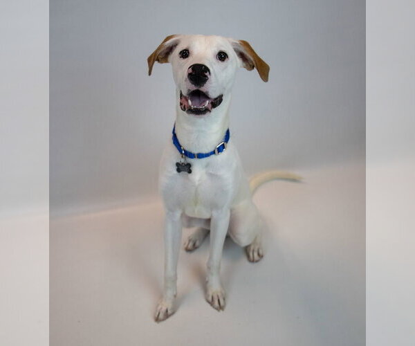 Medium Photo #6 American Bulldog-Unknown Mix Puppy For Sale in Kennesaw, GA, USA