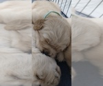 Small Photo #10 Golden Retriever Puppy For Sale in AUSTIN, TX, USA