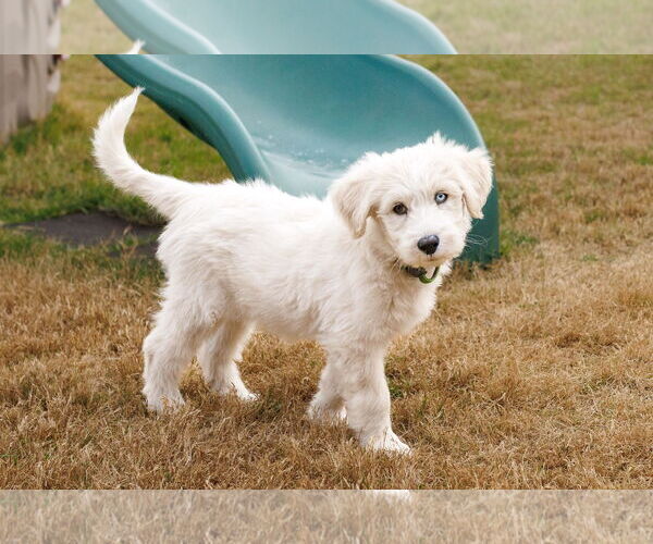 Medium Photo #7 Great Pyrenees-Unknown Mix Puppy For Sale in McKinney, TX, USA