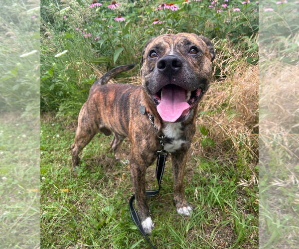 Medium Photo #2 Bullypit Puppy For Sale in Williamsburg, IA, USA