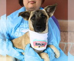 Small German Shepherd Dog Mix