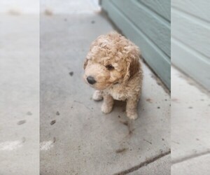 Goldendoodle Puppy for sale in GREELEY, CO, USA