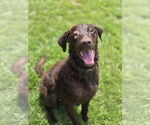 Small #3 Labrador Retriever