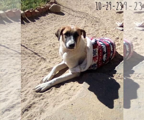 Medium Photo #5 Mutt Puppy For Sale in Apple Valley, CA, USA