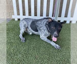 Mutt Dogs for adoption in Modesto, CA, USA