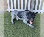 *KIP - Male Mutt Dog for Adoption - Small photo