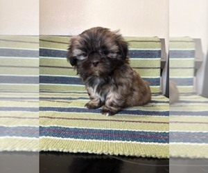 Shih Tzu Puppy for sale in S ZANESVILLE, OH, USA