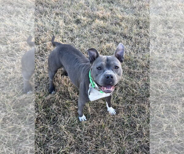 Medium Photo #7 American Pit Bull Terrier Puppy For Sale in Alexandria, VA, USA