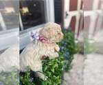 Puppy Maddy Maltipoo