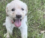 Puppy Pink collar Labradoodle