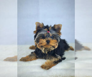 Yorkshire Terrier Puppy for Sale in VANCOUVER, Washington USA