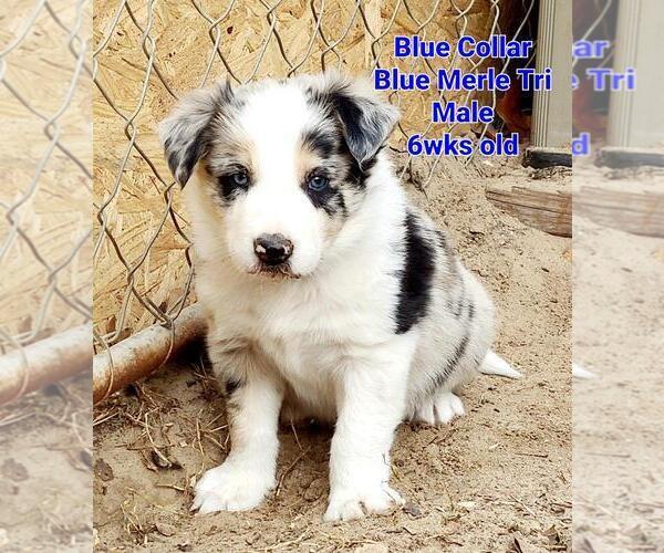 Medium Photo #1 Border Collie Puppy For Sale in ELMENDORF, TX, USA