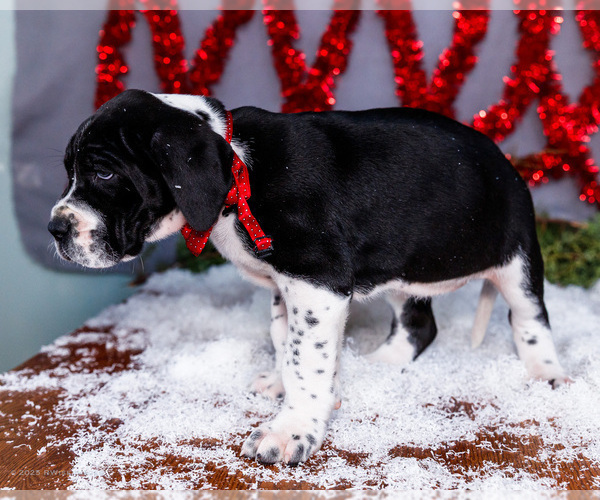 Medium Photo #14 Great Dane Puppy For Sale in WAKARUSA, IN, USA