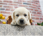Small #5 Labrador Retriever