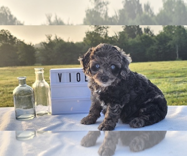 Medium Photo #1 Aussiedoodle Miniature  Puppy For Sale in COLLEGE STA, TX, USA
