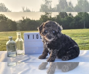 Aussiedoodle Miniature  Puppy for sale in COLLEGE STA, TX, USA