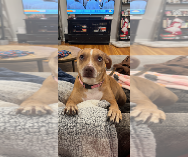 Medium Photo #3 Mutt Puppy For Sale in Brewster, NY, USA