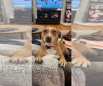 Small #2 Mutt